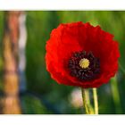 Red Poppy & Vine