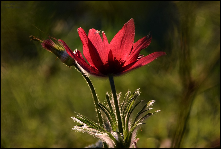 Red Power Flower