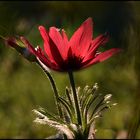 Red Power Flower