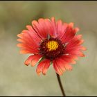 Red Power Flower