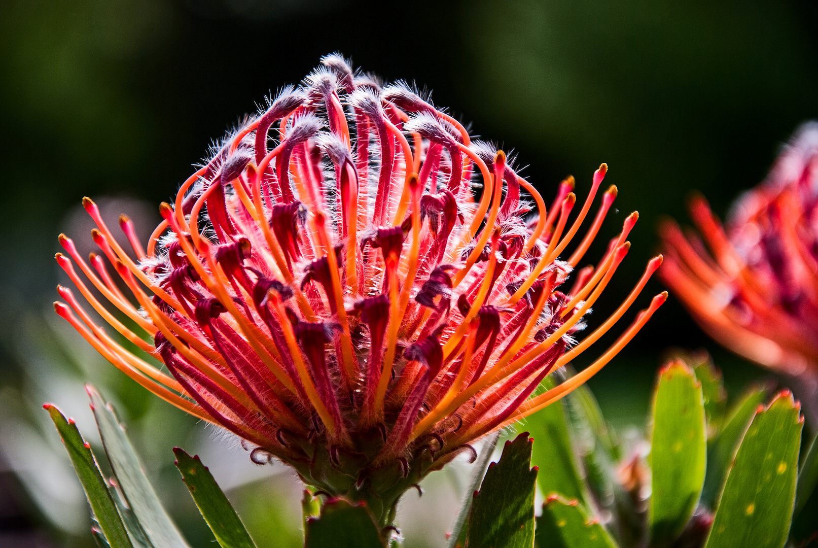 Red Protea