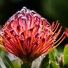 Red Protea