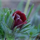 Red Pulsatilla