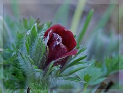 Red Pulsatilla