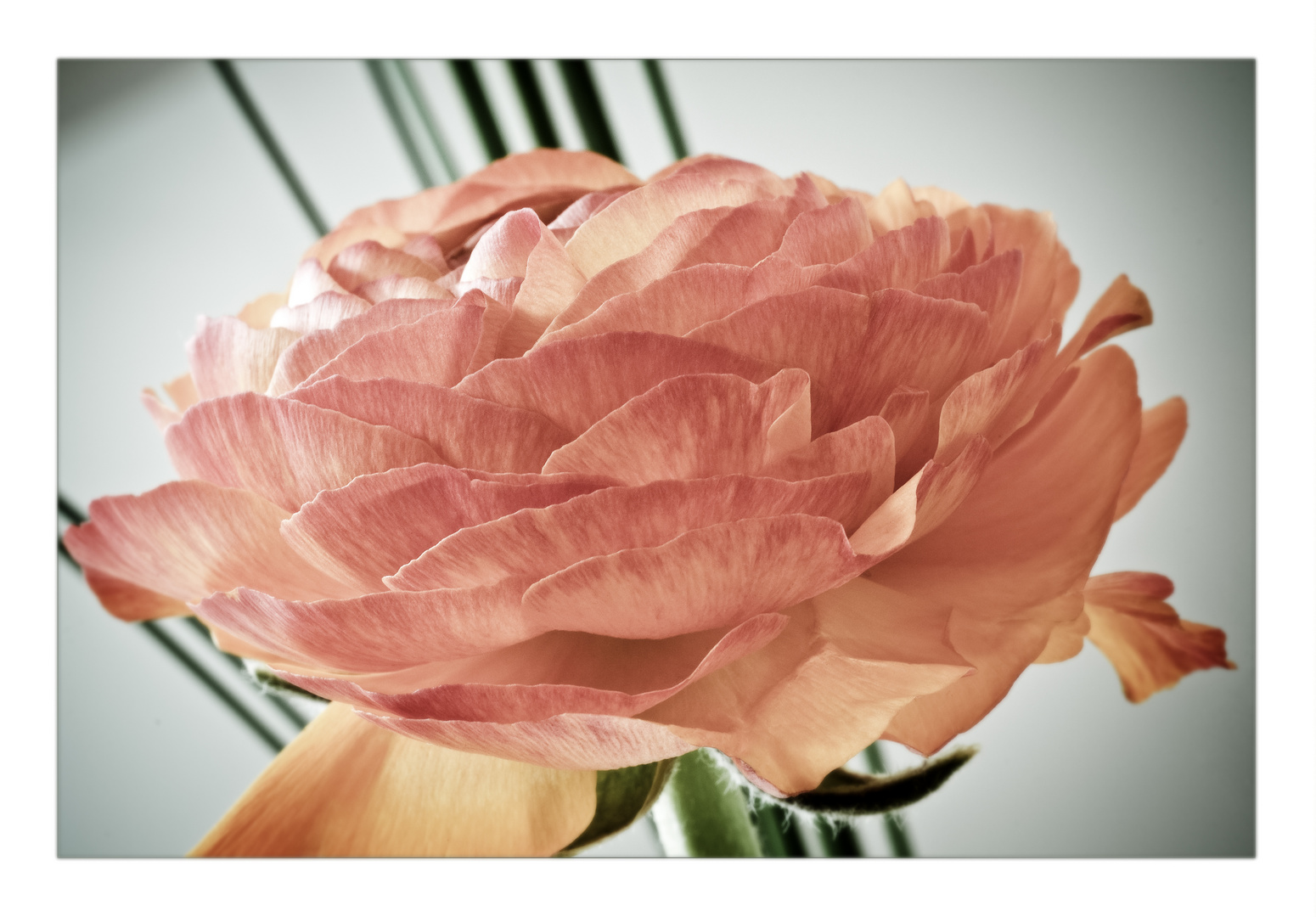 "red ranunculus"