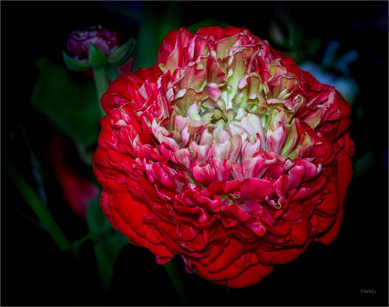 Red Ranunculus in Close-up