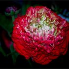 Red Ranunculus in Close-up