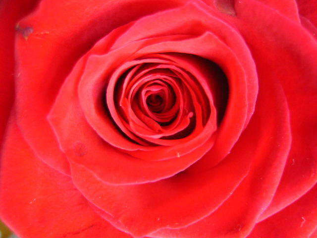 Red red Rose...