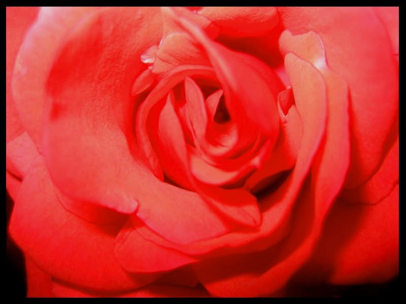 ... red, red rose