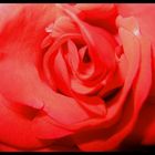... red, red rose