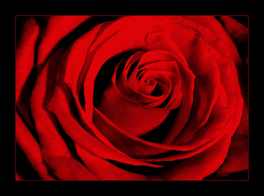 Red red rose...