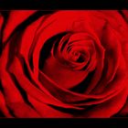 Red red rose...