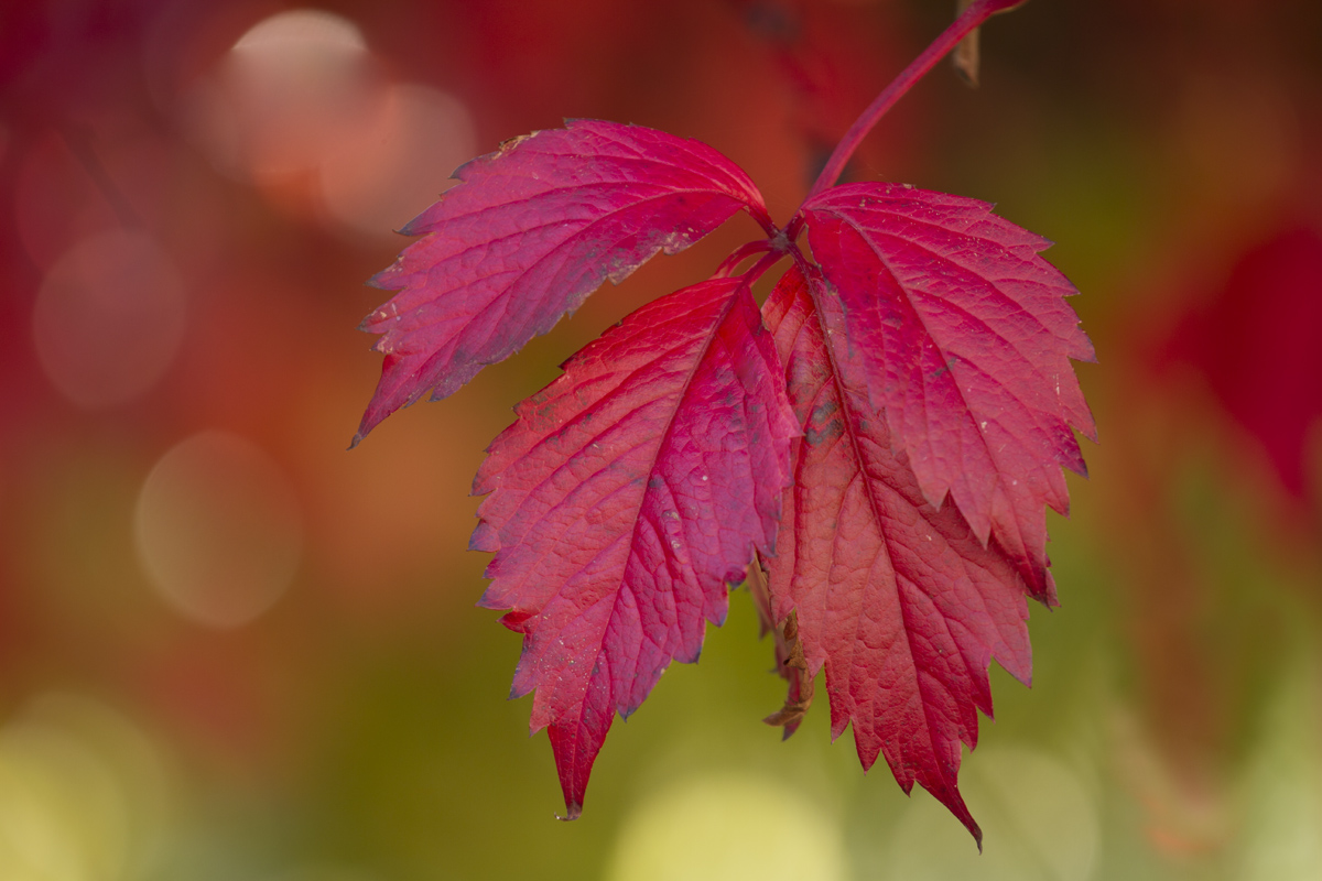 Red, red Wine