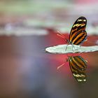 red reflection