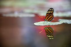 red reflection