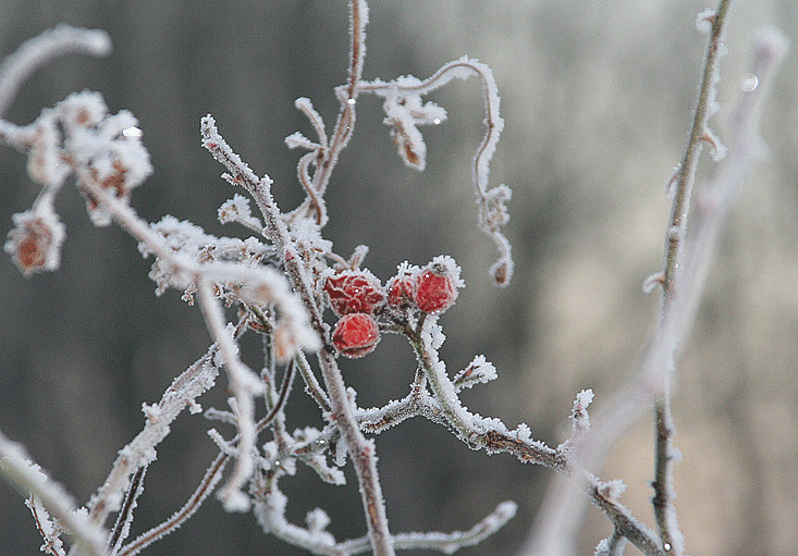 *** red relict ***