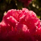 Red Rhododendrons