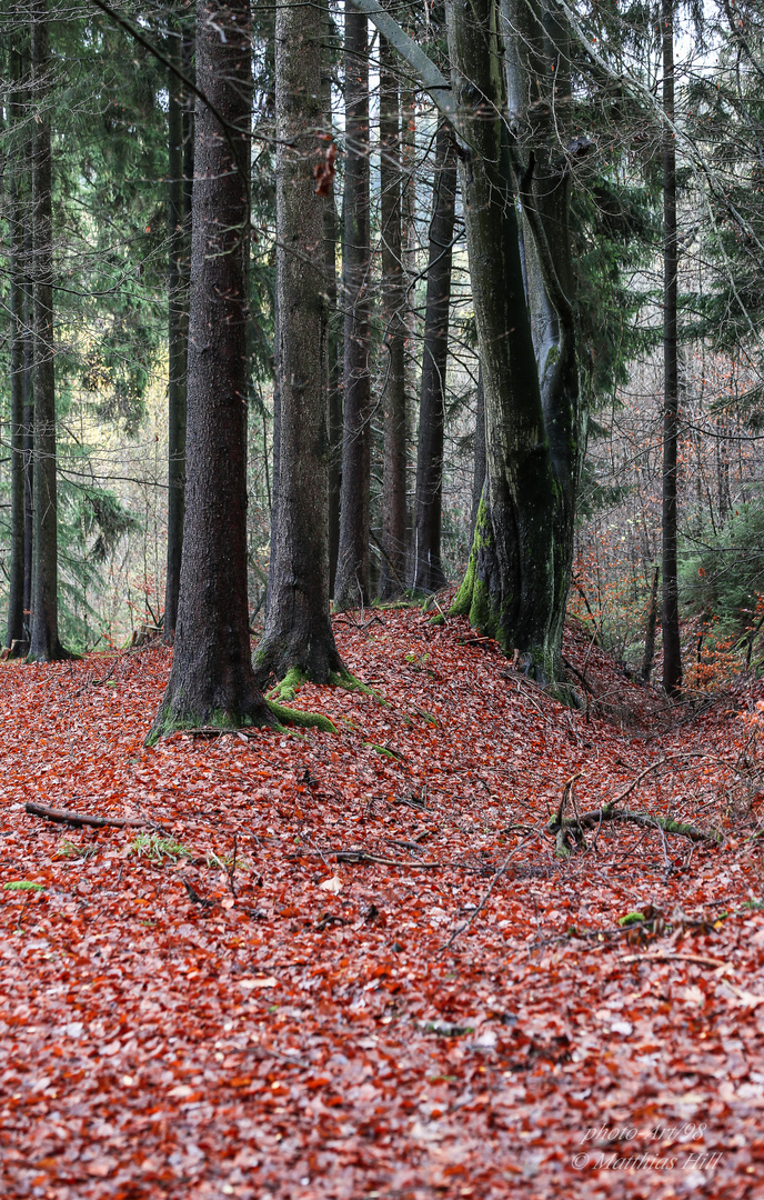 Red Riding Hood