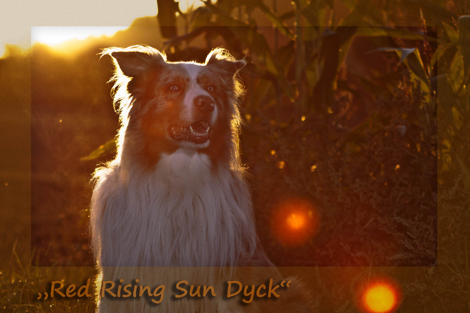 "Red Rising Sun Dyck"