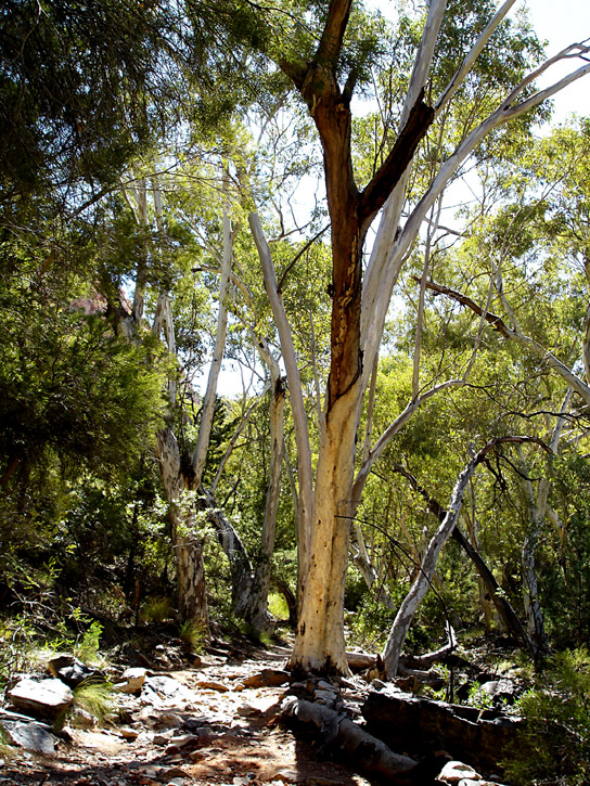 Red River Gum