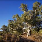 red river gum tree