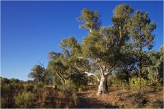 red river gum tree