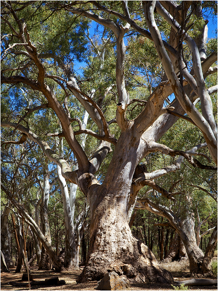 Red River Gum Trees