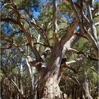 Red River Gum Trees