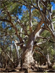 Red River Gum Trees