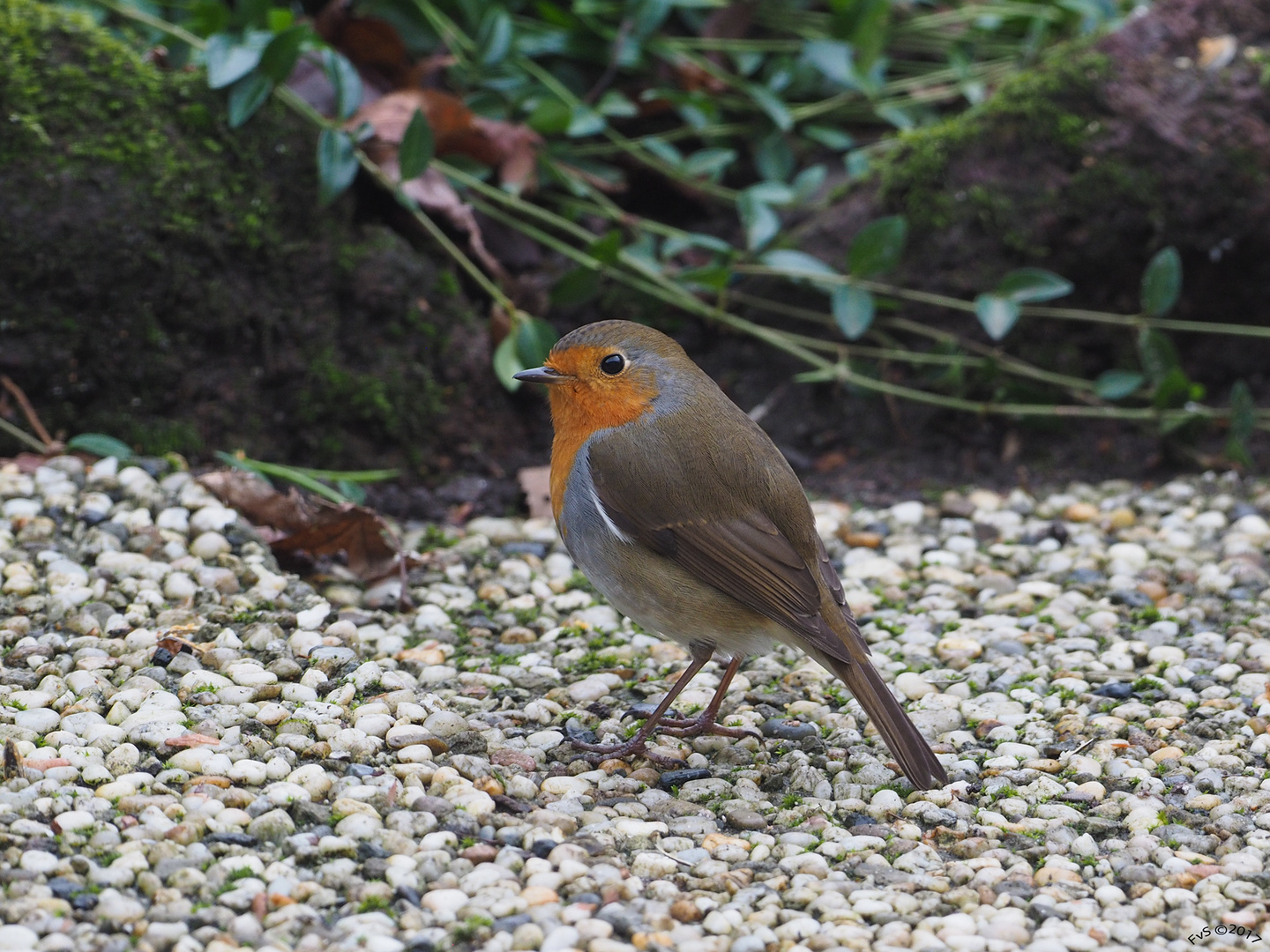 Red Robin