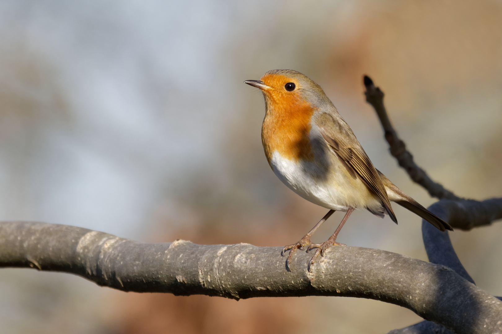 Red Robin 