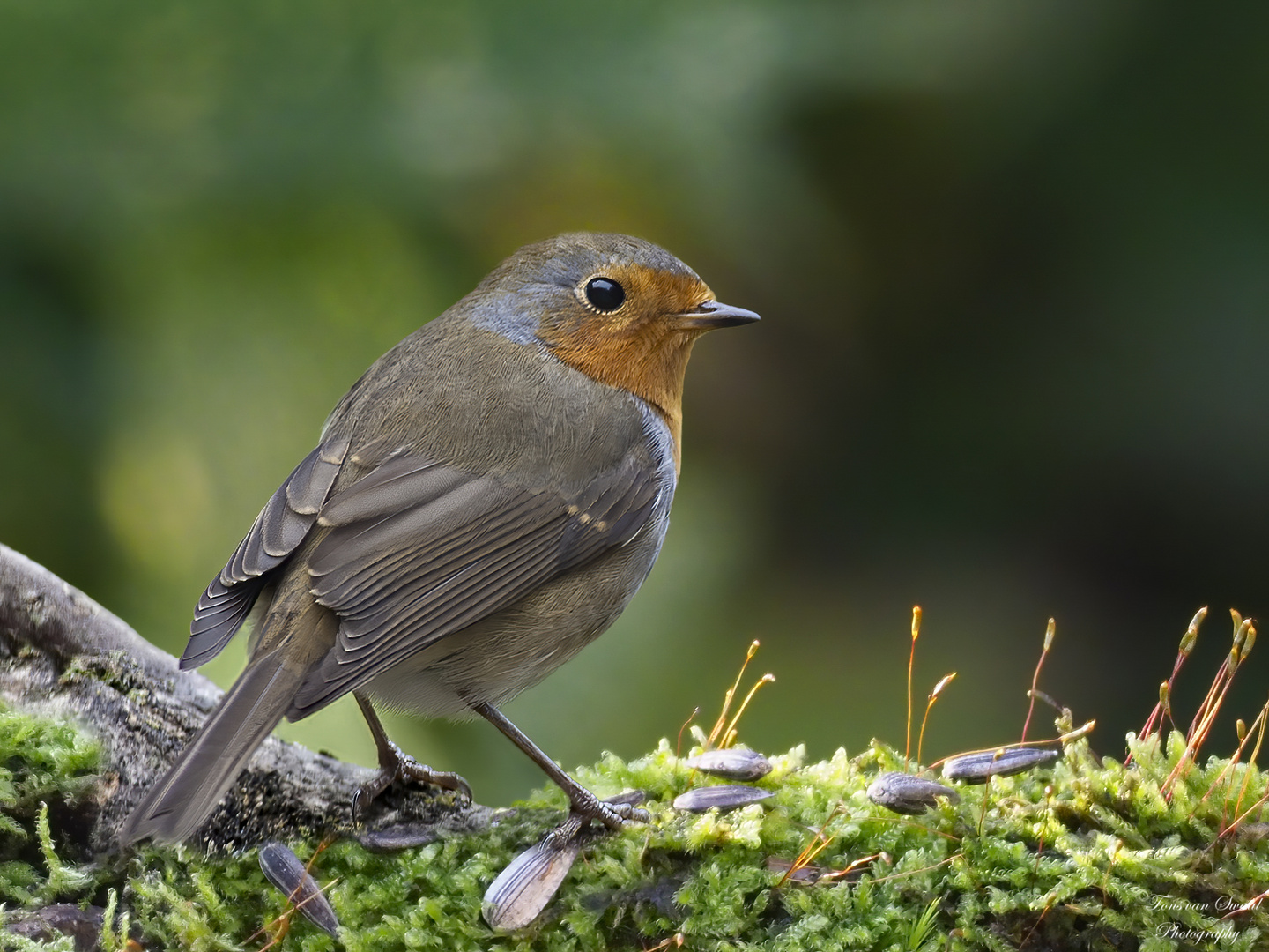 Red Robin