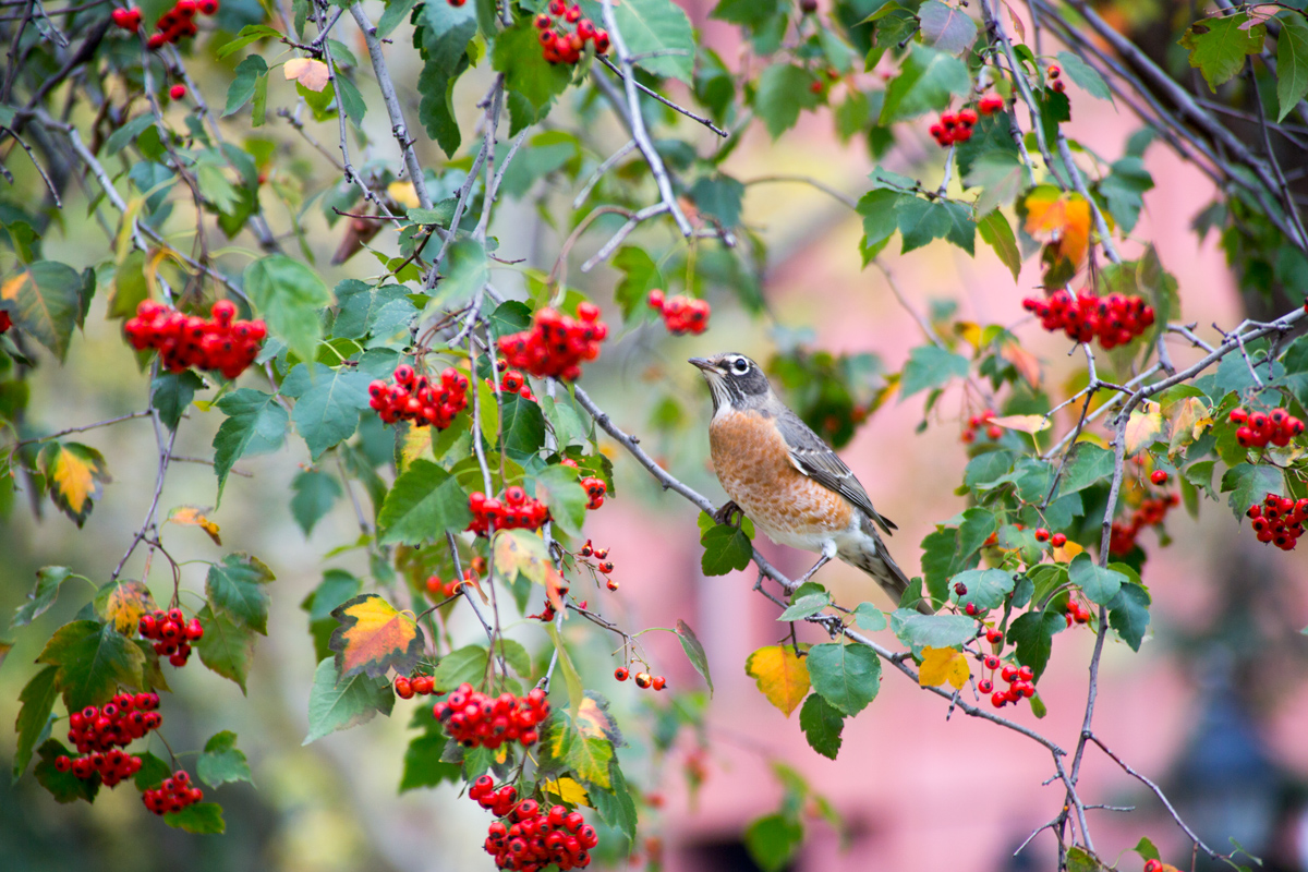 red robin