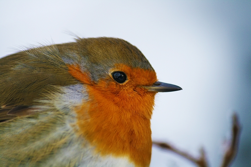 red robin....