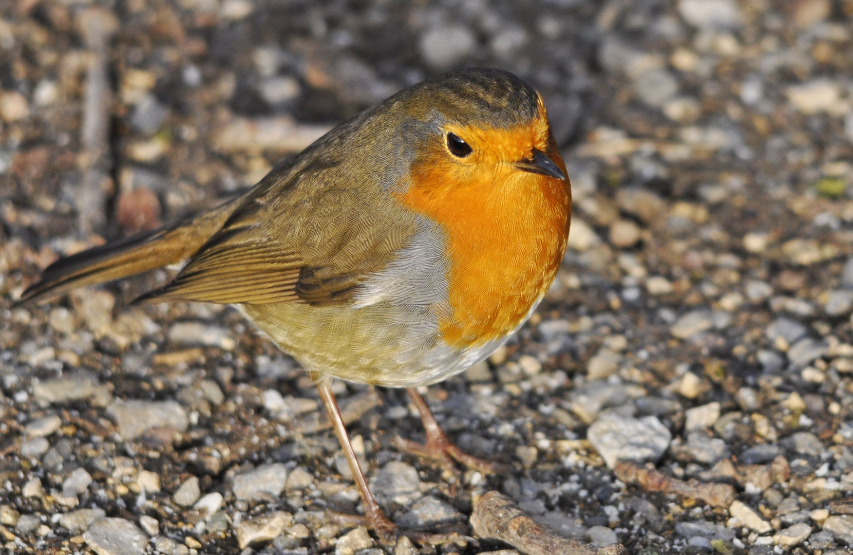 Red Robin in the wood