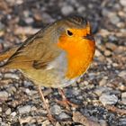 Red Robin in the wood