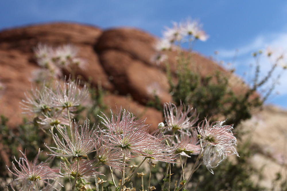 Red Rock Canyon (4)