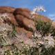 Red Rock Canyon (4)