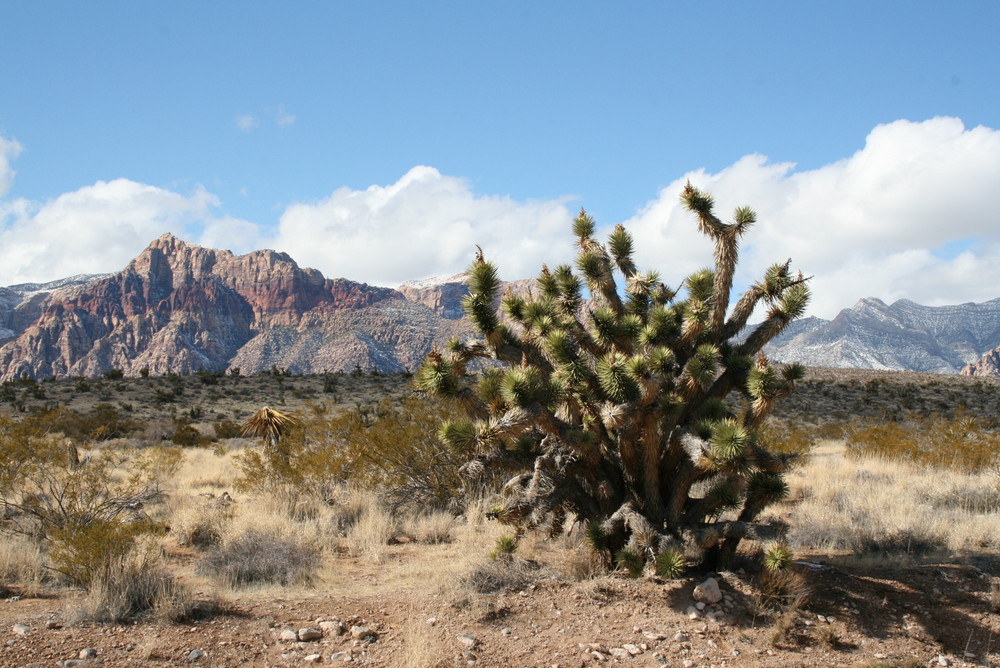 Red Rock Canyon