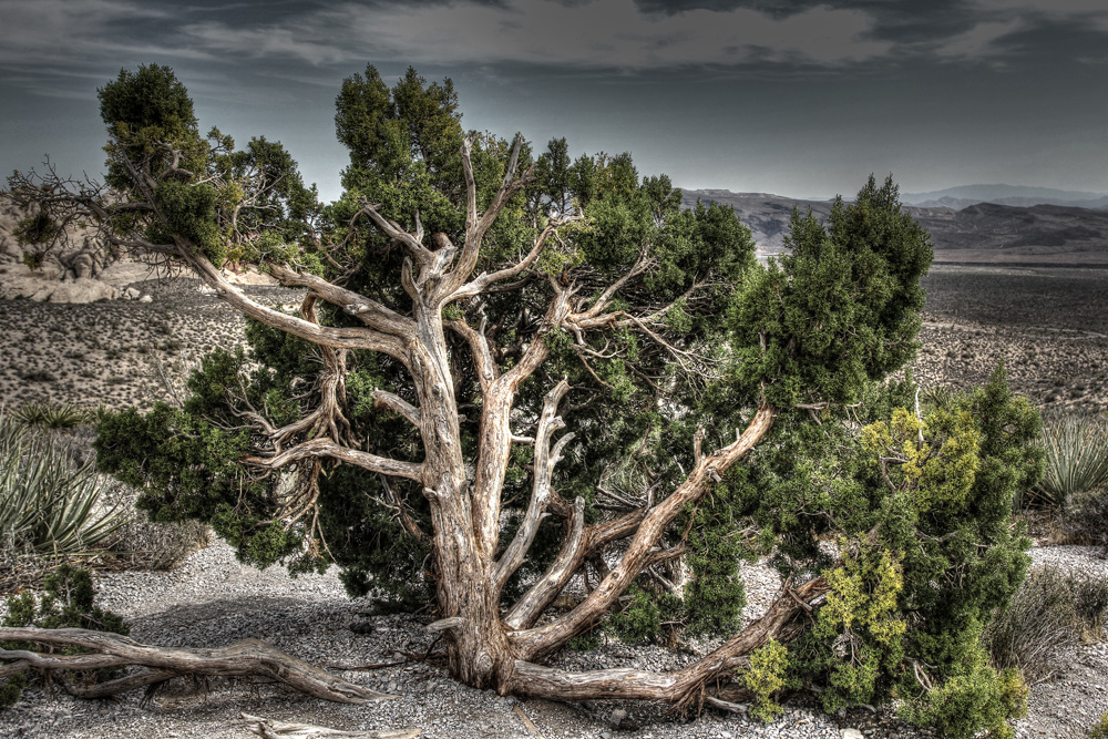 Red Rock Canyon HDR (8)