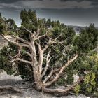 Red Rock Canyon HDR (8)