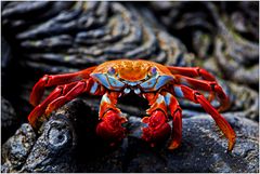 [ Red Rock Crab ]