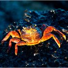 [ Red Rock Crab ]