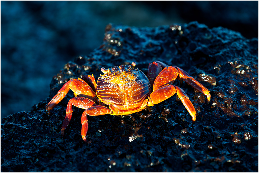[ Red Rock Crab ]