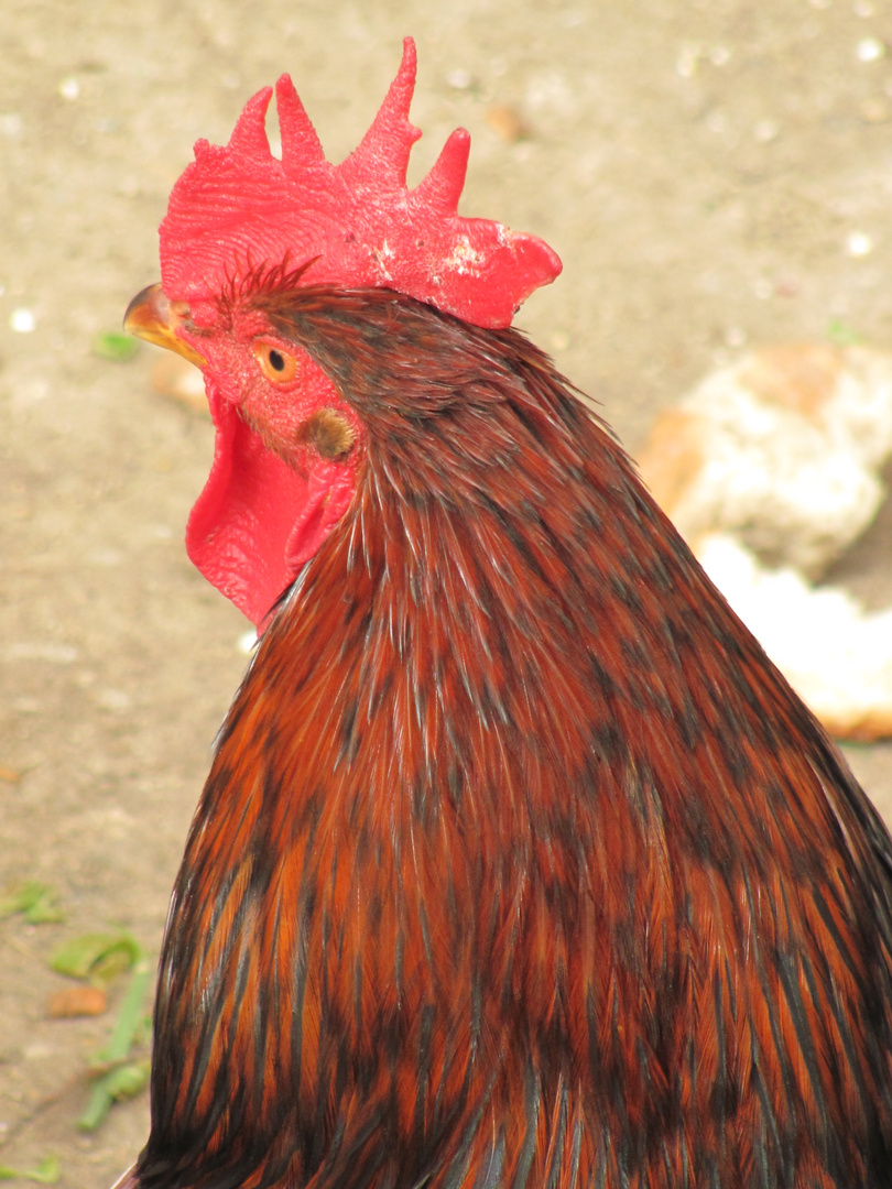 red rooster