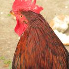 red rooster