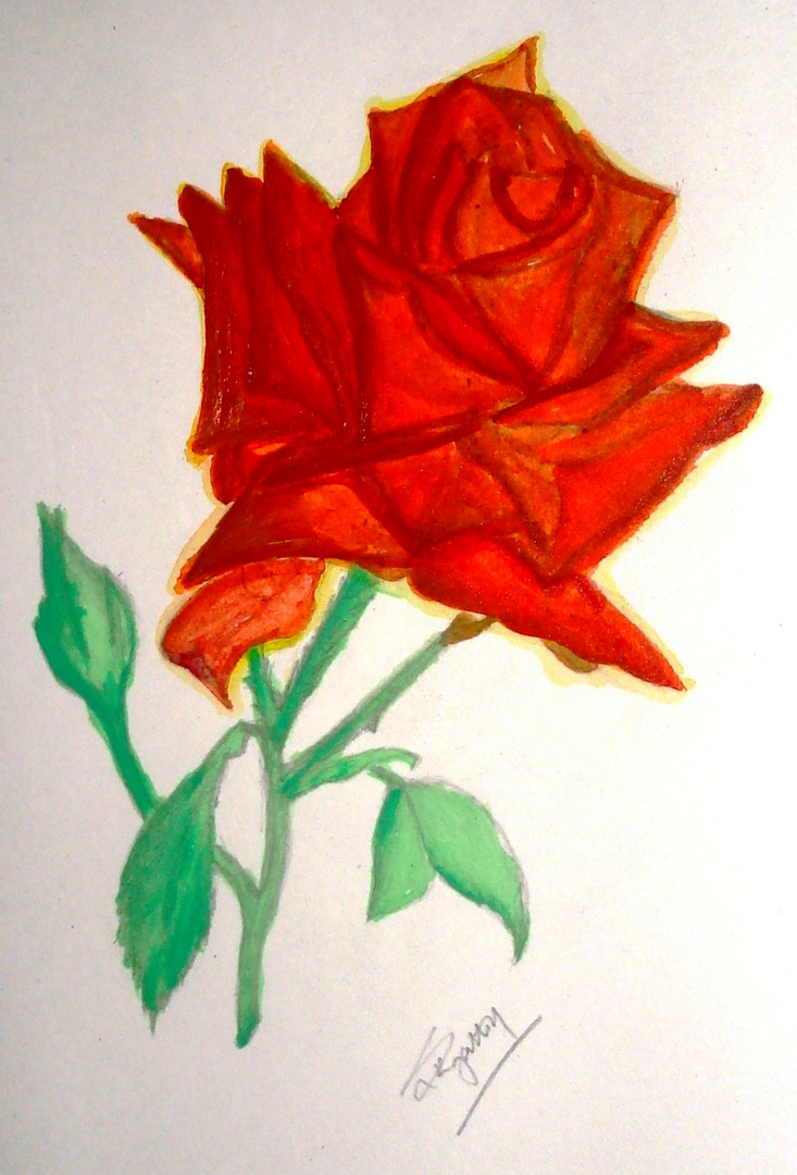 Red rose