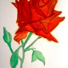 Red rose