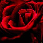 Red rose