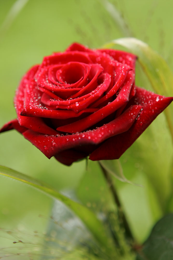 Red Rose